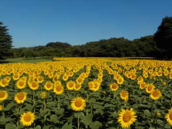 国営昭和記念公園草花管理業務　