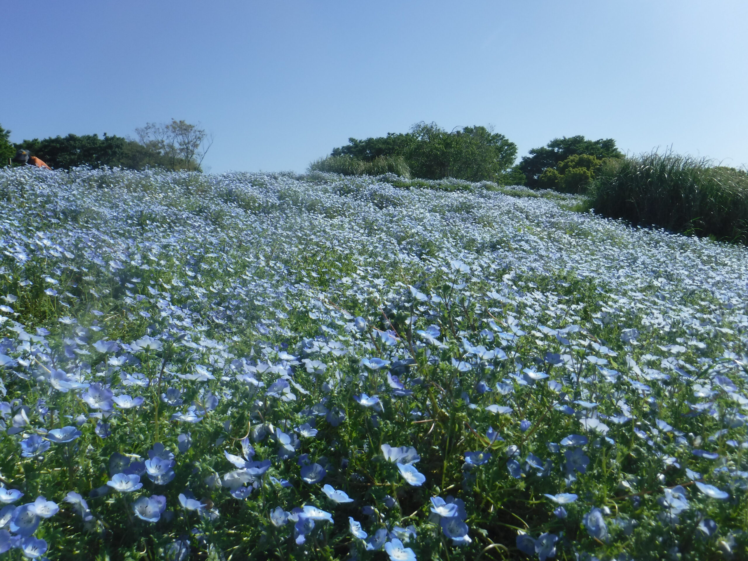 国営昭和記念公園草花管理業務　令和5年5月現在