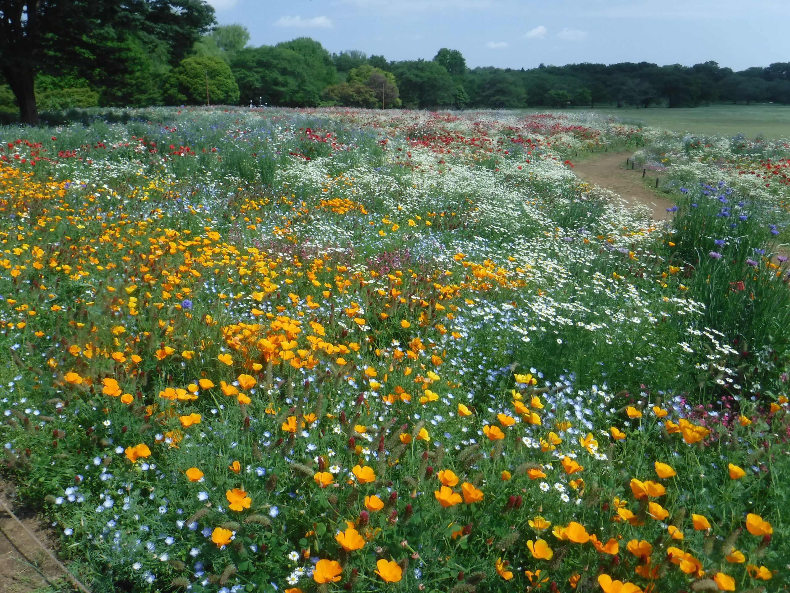 原っぱ西花畑