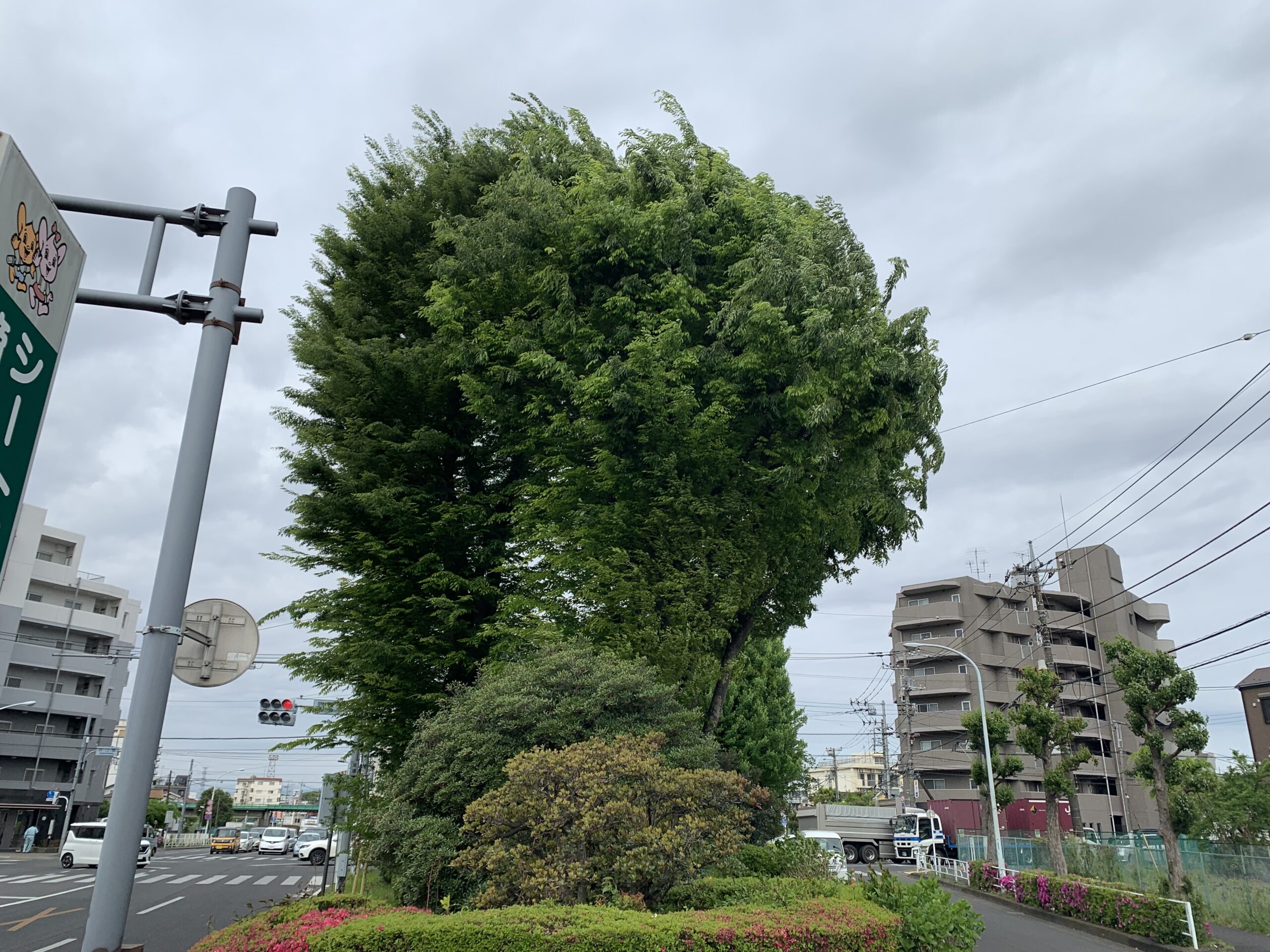 施工前（新青梅街道中央分離帯）