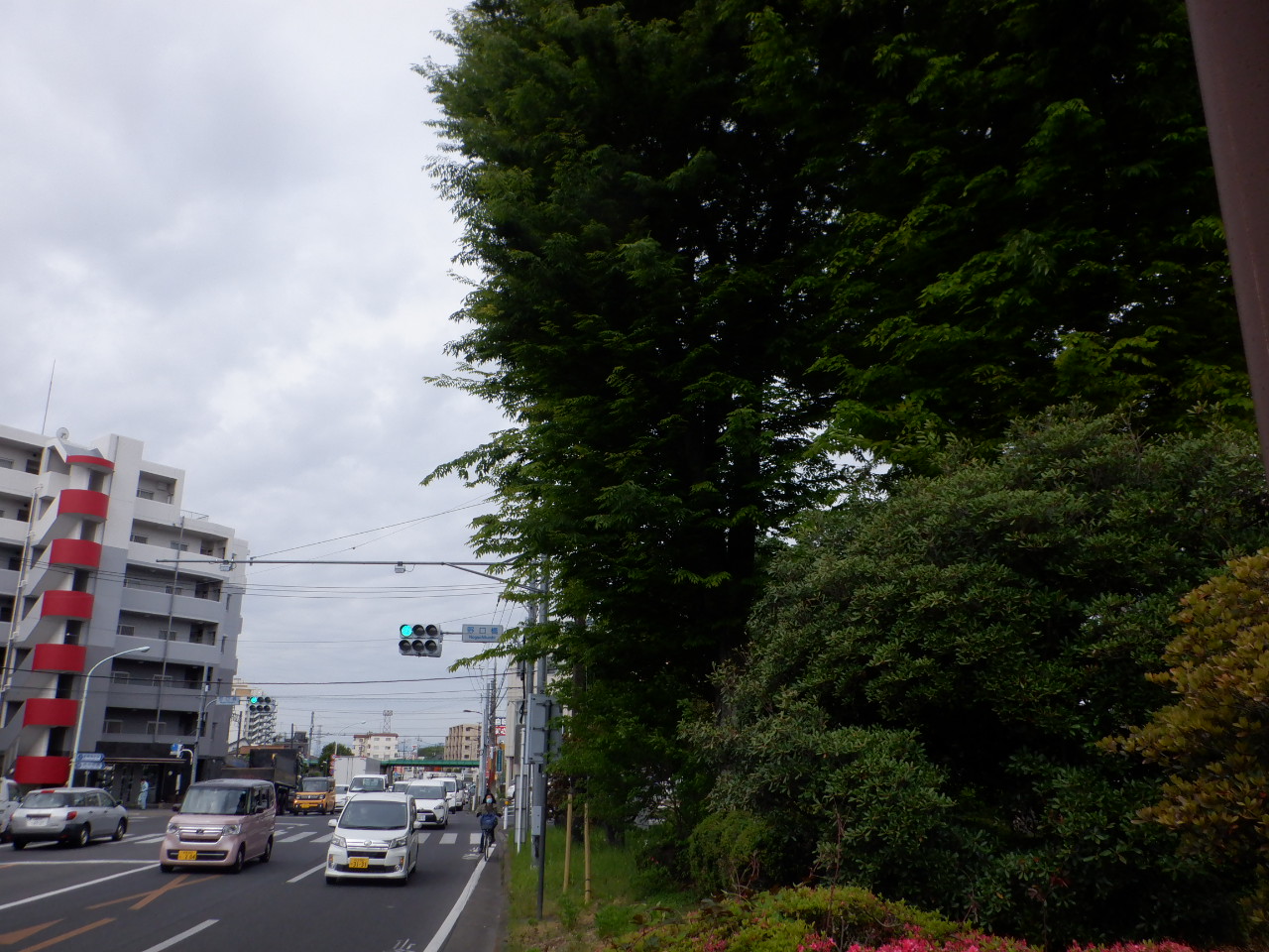 施工前（新青梅街道野口橋緑地帯）