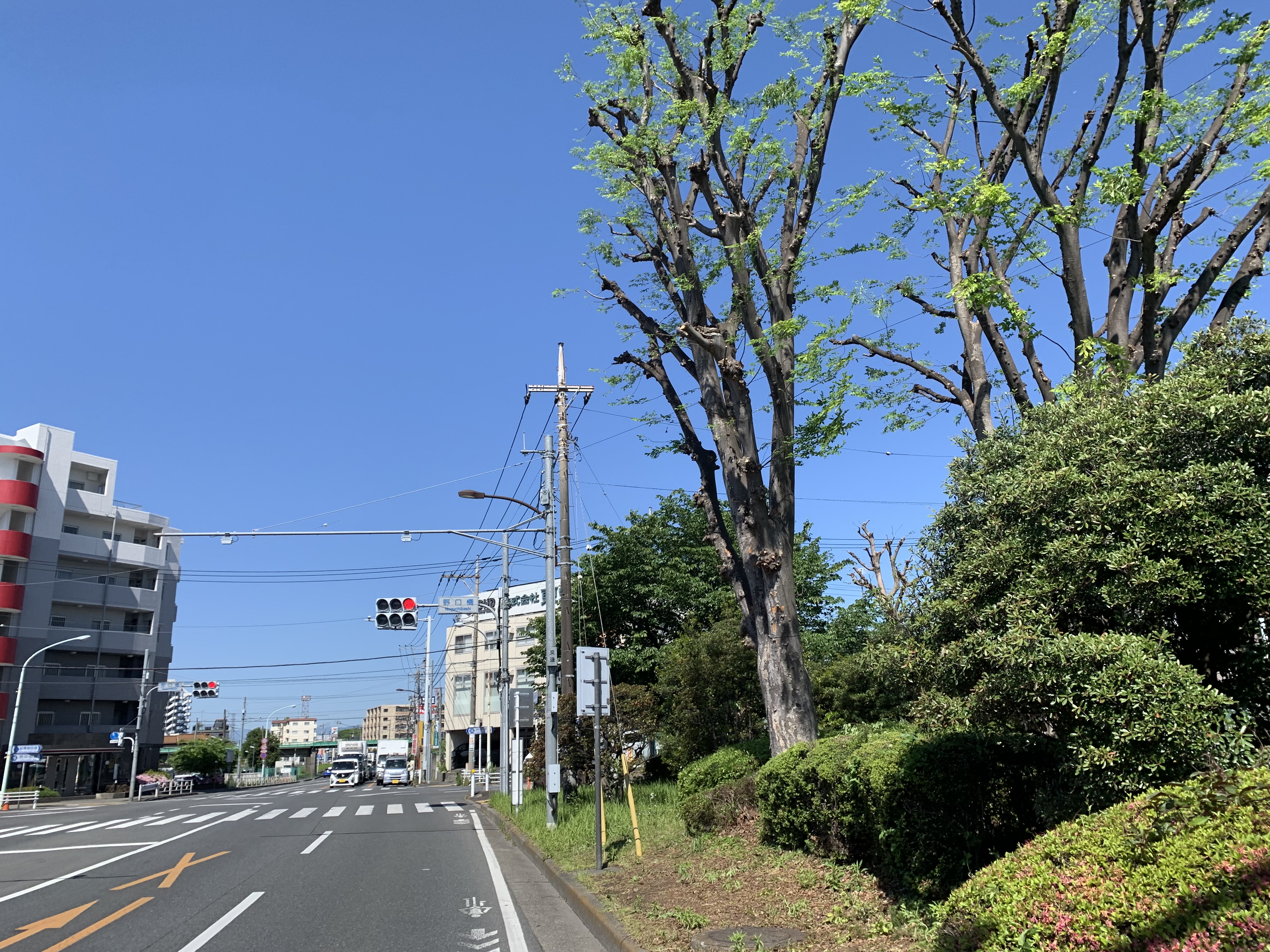 施工後（新青梅街道野口橋緑地帯）