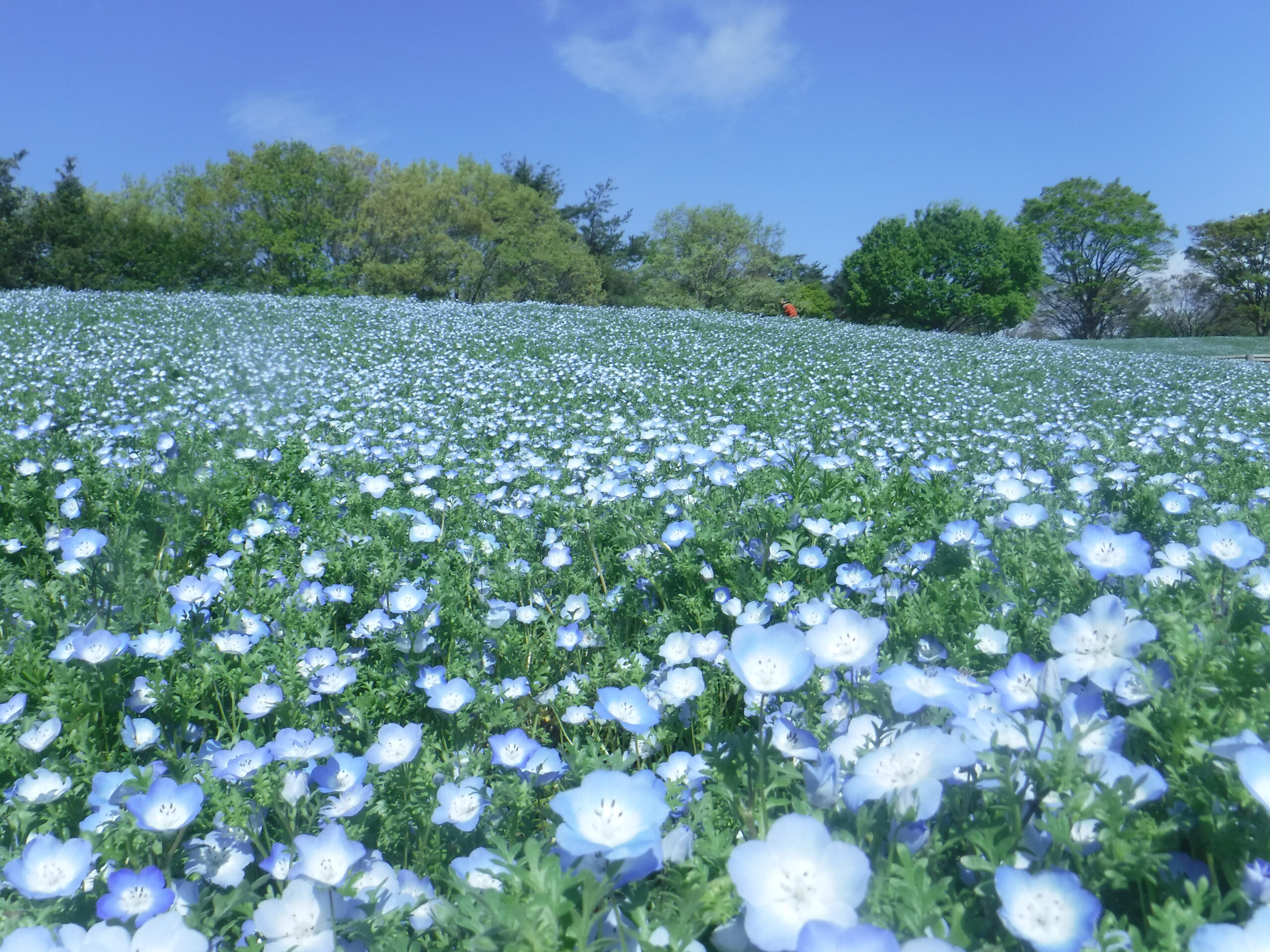 国営昭和記念公園　草花管理業務　令和９年２月頃まで