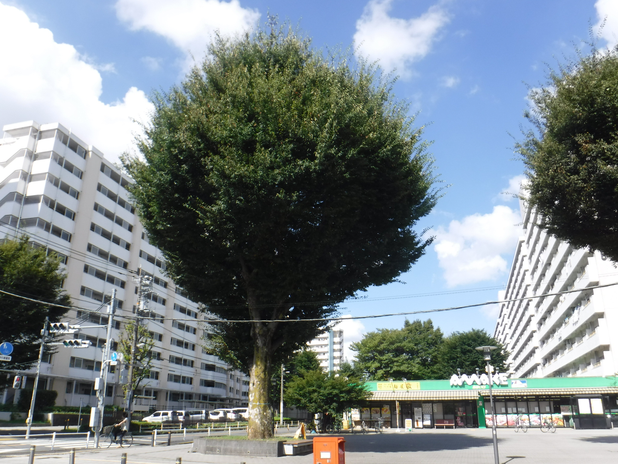 剪定前