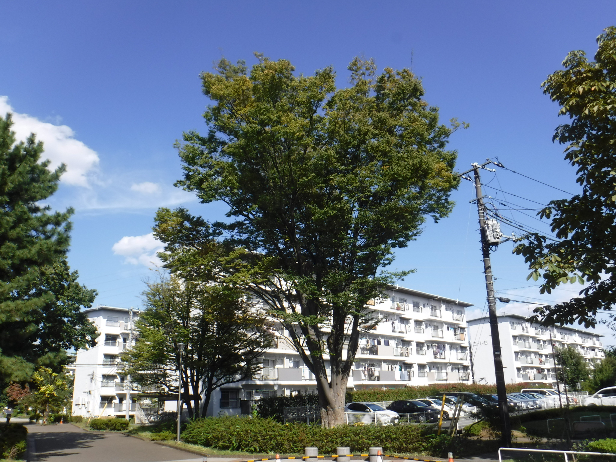 剪定前