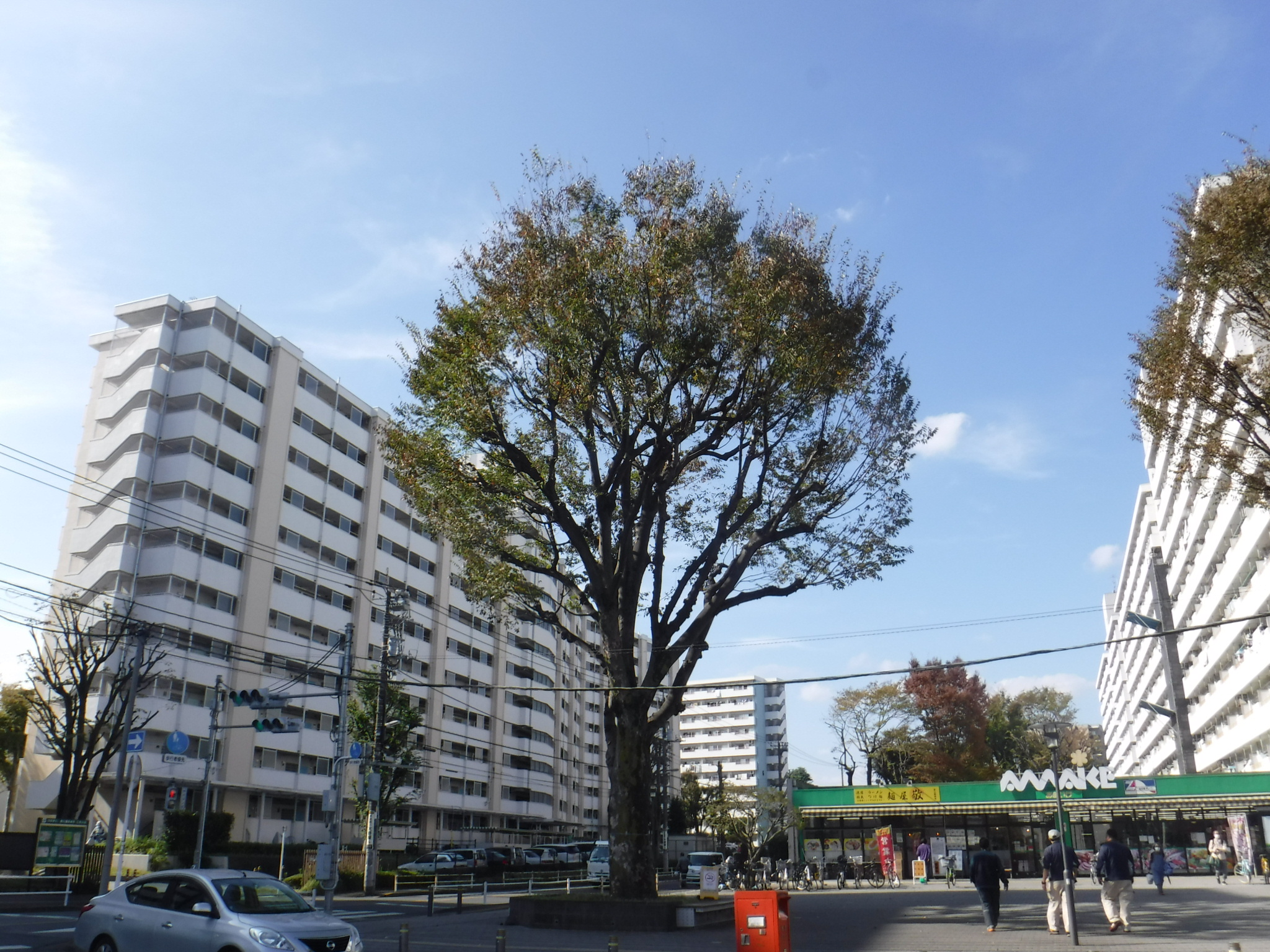 剪定後