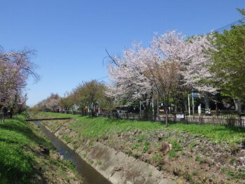 令和５年度玉川上水路中流部樹木処理作業（その3）工事　令和６年３月竣工